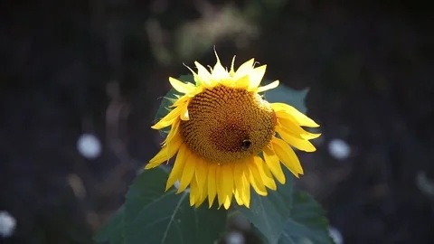 Big Bee over a Sunflower Stock Footage 82401418