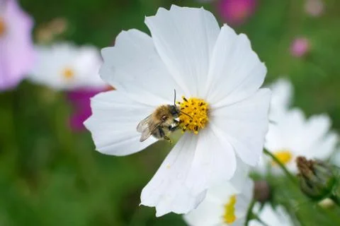Big bee is picking up the nectar on yellow chamomile close-up Stock Photos