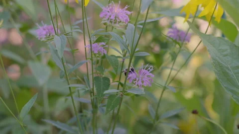 Big Bee Pollinates Wild Bergamot Flowers Stock Footage 312231681