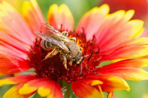 Big bee on the red flower - macro close up photo Stock Photos