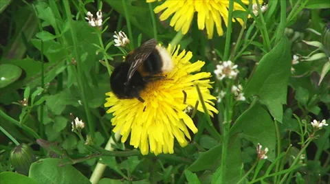 Big bee is sitting on a flower Vídeos de archivo 29436029