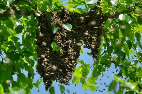 Big bee swarm on the tree Stock Photos