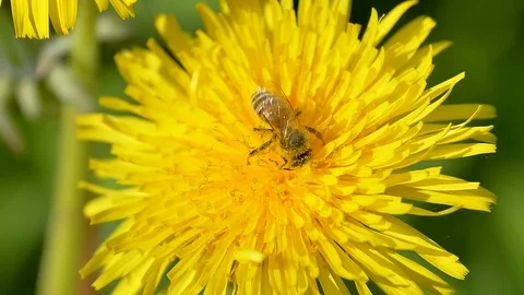A big bee on top of the yellow daisy flower Stock Footage 115571231
