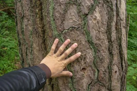 Big beech tree oak of an angel Stock Photos