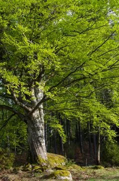 Big beech tree Stock Photos