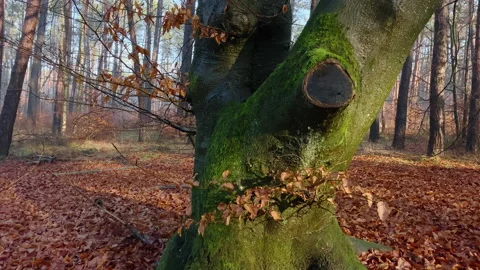Big beech tree trunk in a foggy forest at winter with warm sunlight Stock Footage 219520428
