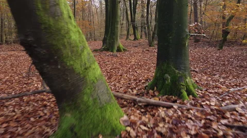Big beech trees in autumn. Drone flies between the trees Stock Footage 217677917