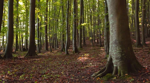 Big Beech Trees In A Forest Stock Footage 37208406