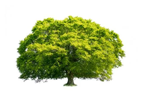 Big beech on a white background Stock Photos