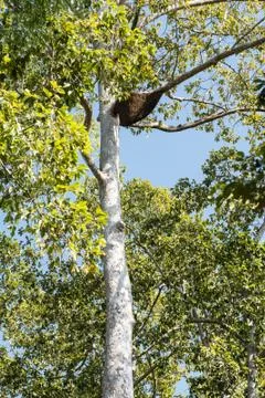 The big beehive on the high tree Foto stock