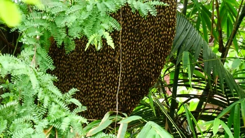 Big beehive in a wild forest Video stock 138331186
