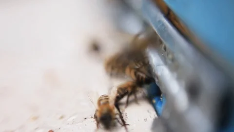 Big bees flying and buzzing. Apiary. Outside. Village. Summertime. Animals Stock Footage 98553360