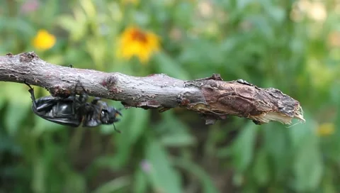 Big beetle on a branch, Lucanus cervus Video stock 11360084