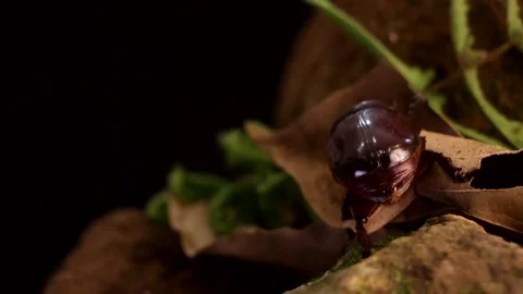 Big beetle crawling on the rainforest ground at night Stock-Footage 139491324