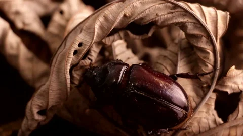 Big beetle crawling on the rainforest ground at night Stock-Footage 139491387