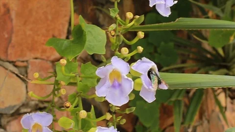 Big beetle eats pollen in purple colors on tropical plant outdoor Stock Footage 102567646