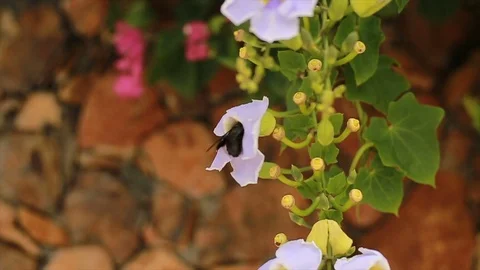 Big beetle eats pollen in purple colors on tropical plant outdoor Stock Footage 102568799