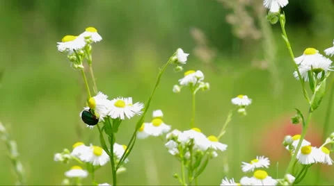 Big beetle on a flower Video stock 45805046