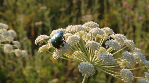 Big beetle on a flower Video stock 87022775