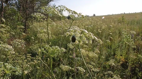 Big beetle on a flower Video stock 87023258