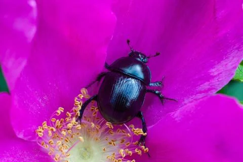 Big beetle on a flower Stock Photos