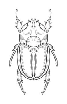 Big beetle illustration Stock Illustration