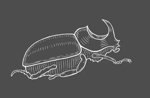 Big beetle illustration 스톡 일러스트