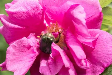 Big beetle inside tea rose pink color Stock Photos