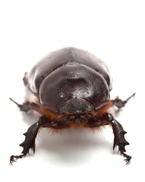 Big beetle on the isolated background Stock Photos