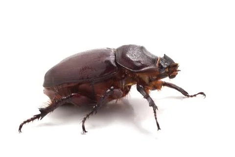 Big beetle on the isolated background Stock Photos