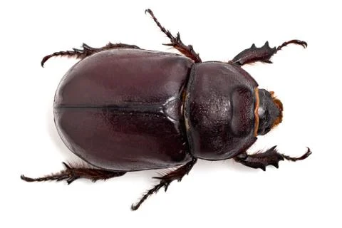 Big beetle on the isolated background Stock Photos