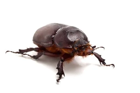 Big beetle on the isolated background Stock Photos