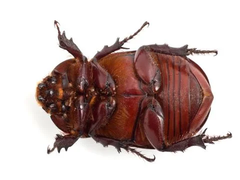 Big beetle on the isolated background Stock Photos