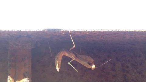 Big beige insect mantis religiosa on a brown ground and blue sky Closeup 2 Stock Footage 119307625