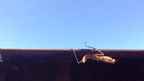 Big beige insect mantis religiosa on a brown ground and blue sky Closeup 3 Stock Footage 119307627