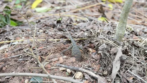 A big-bellied chameleon is digging the ground to lay eggs. Stock Footage 280818523