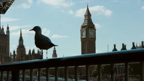 Big Ben seagull silhouette Stock Footage 318546217