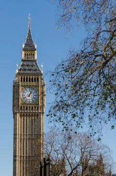 Big Ben with tree in foregound Foto stock