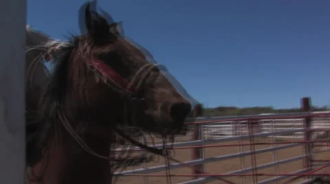 Big Bend Ranch 2 Stock Footage 23336515