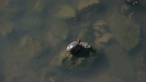 A Big Bend Slider turtle suns itself on a rock at Exploration Green. Stock-Footage 202102057