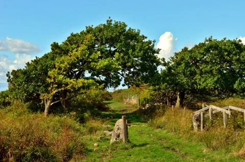 The big bent tree is making a shadow on the old grassy path Stock Photos