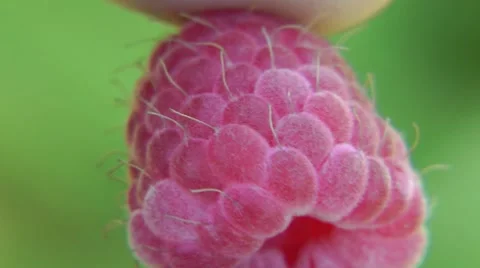 The big berry of a raspberry at macroshooting Vidéo 8563728