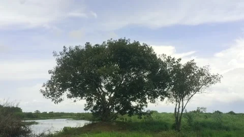 Big Big Tree Standing By Pond In Green Field Under Cloudy Blue Sky, Rural Na Stock Footage 345893077