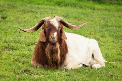 Big billy goat Stock Photos