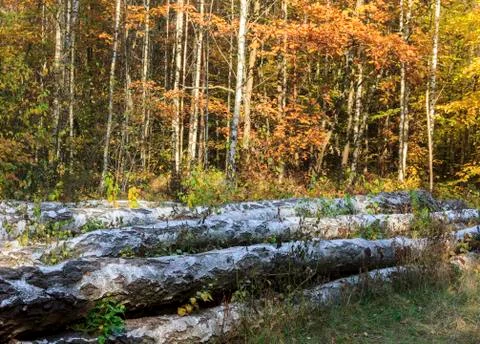 Big birch logs lying on the forest floor against the background of growing yo Stock Photos