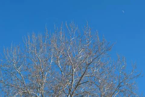 Big birch tree crown with branches and no leaves against clear blue sky - spr Stock Photos