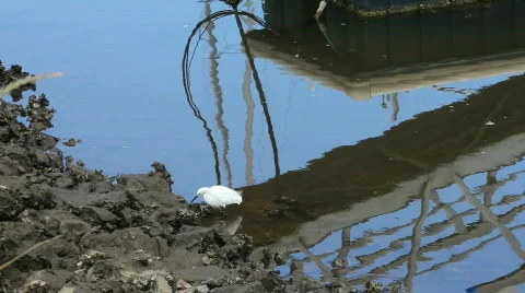 Big bird in a dock Stock Footage 495528