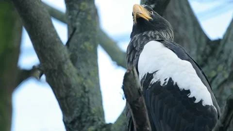 Big bird an eagle sitting Stock Footage 237508715