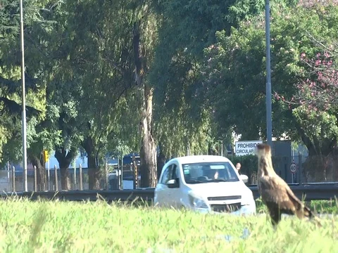 Big bird on the edge of highway 스톡 동영상 126997111