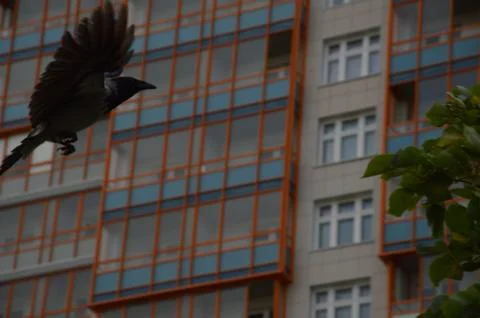 Big bird in flight Stock Photos